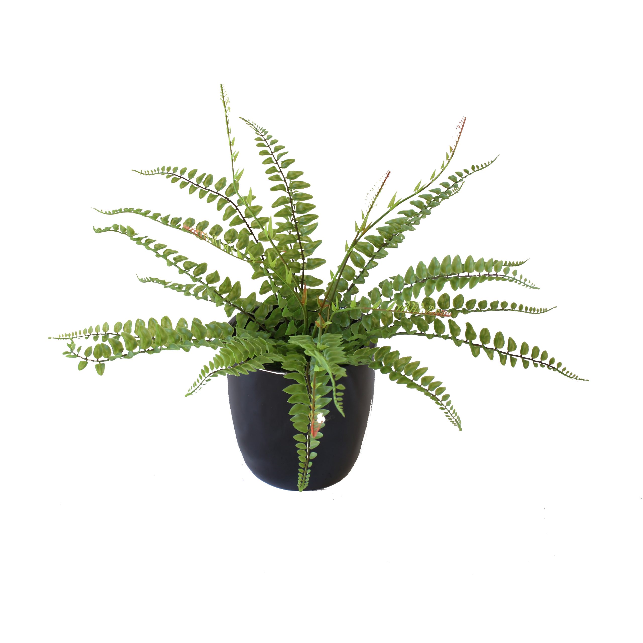 Fern Bush 45cm Complete With Fibreglass Pot | Greenery Imports