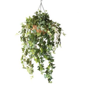 DOUBLE IVY VINE 1M COMPLETE IN HANGING BASKET