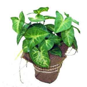 pothos plant 25cm