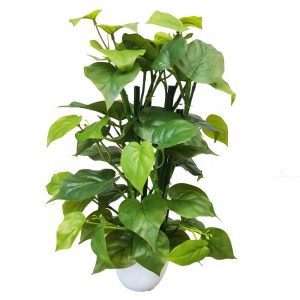 pothos plant 35cm