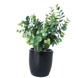 Eucalyptus Bush rcp11