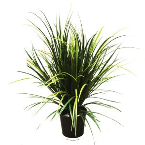 Grass Bush-80cm-potted
