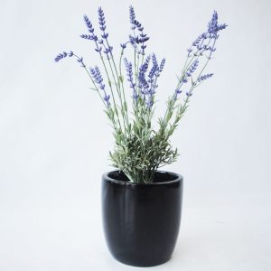 Lavender bush 2-rcp