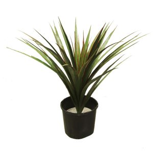 Yucca-75-uv-potted-1