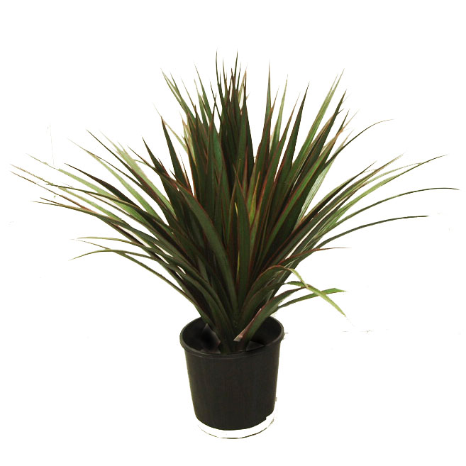 Yucca-75-uv-potted-3