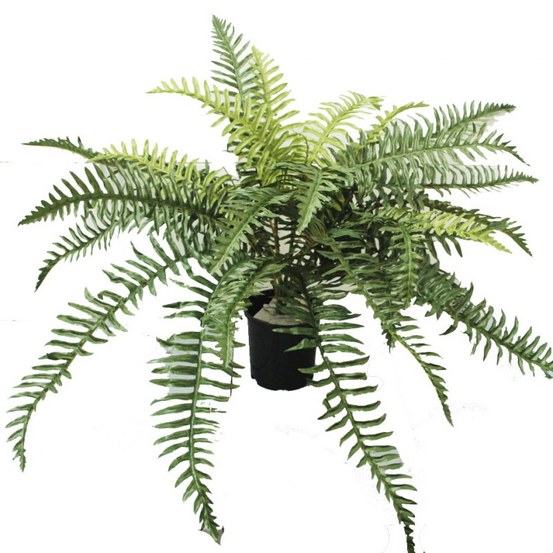 Buy Artificial Ferns | Faux Life-like Ferns | Greenery Imports