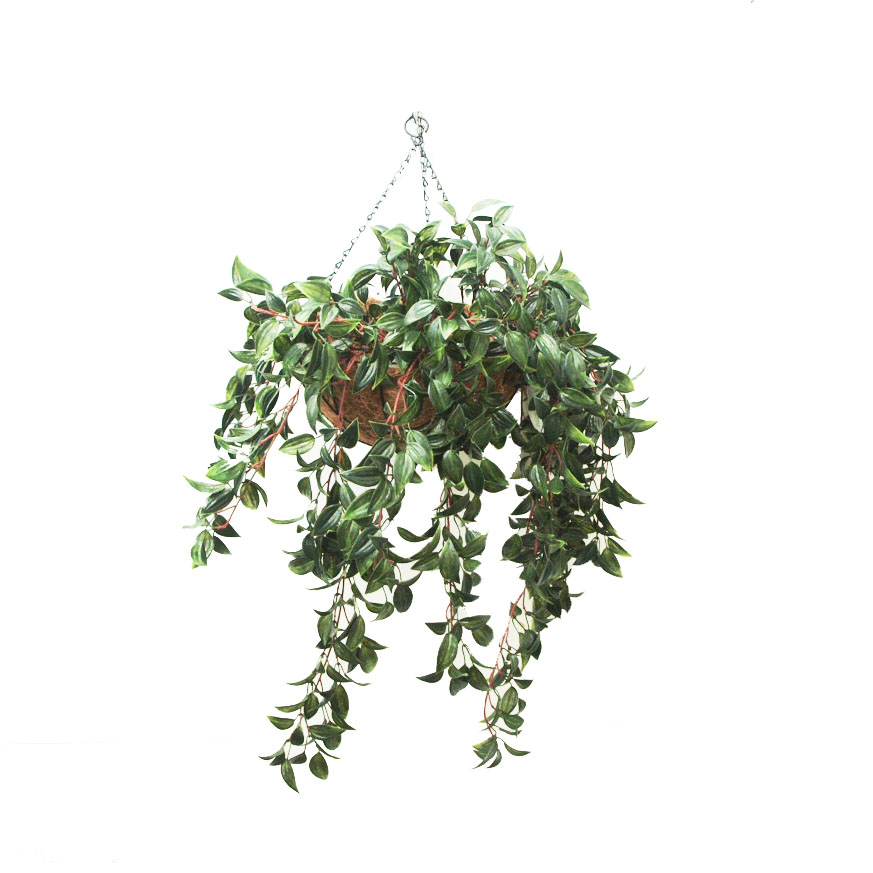 Mini Melon Bush 74cm-hanging Basket