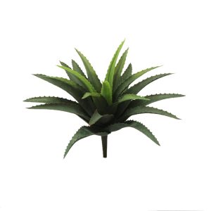 Aloe Ferox Bush 28cm