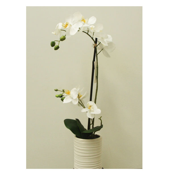 Orchid Potted White 52cm B