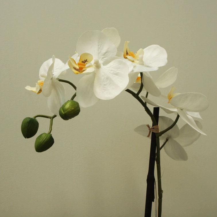 Orchid Potted White 52cm