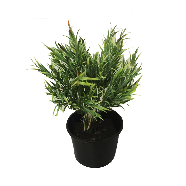Double Two Tone Mondo Grass Potted
