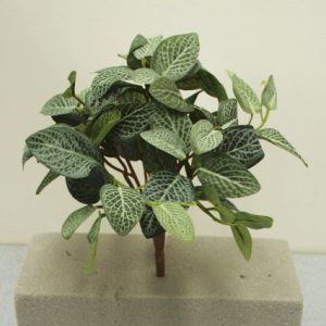 Fittonia bush 20cm