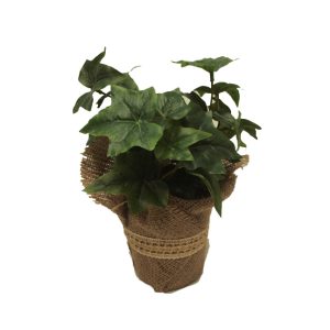 Ivy Plant 25cm