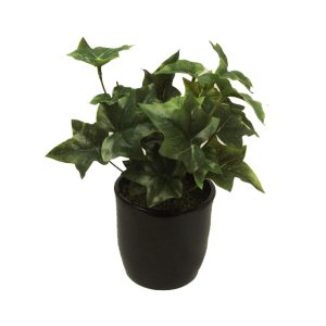 Ivy Plant 25cm with RCP11