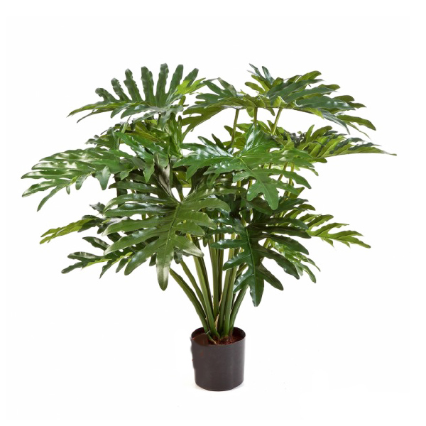 Philodendron plant 110cm
