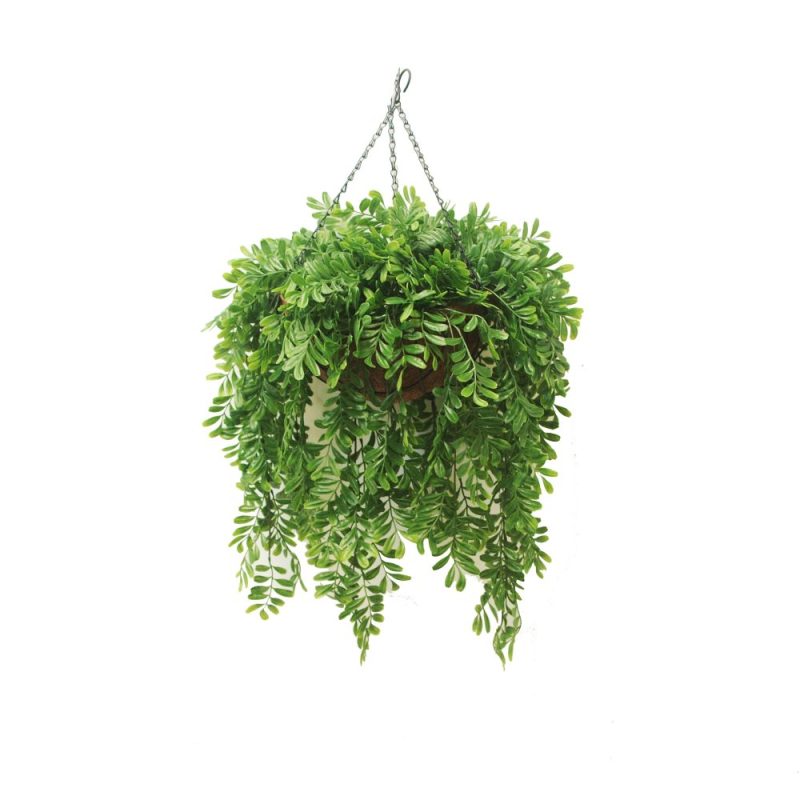 Double Columea Vine 66cm In Hanging Basket | Greenery Imports