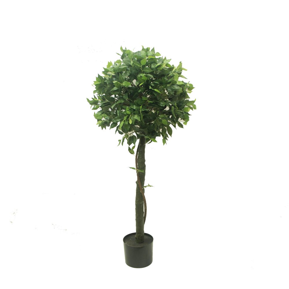 Ficus Topiary 120cm