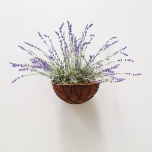 Lavender Bush in Hanging Basket