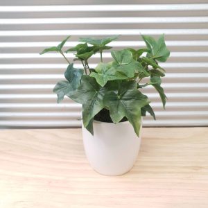 Ivy Plant 25cm in RCP11W