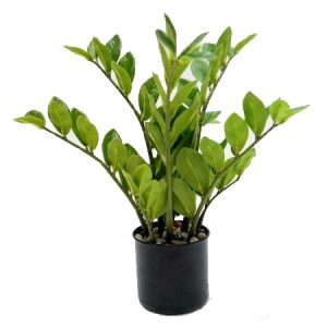 Zanzibar Plant 35cm