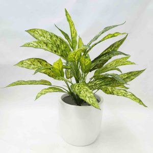 artificial plants | dieffenbachia plant | fake pot plant | indoor plants | split philo plant | Philo plant | Musa Plant | Variegated plant | Fake shrubs | Aglaenoma Plant