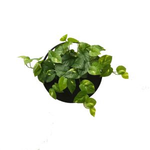 devils ivy | plant basket | UV treated plant | outdoor plants | Pothos Plant | Artificial outdoor plants | wall planters