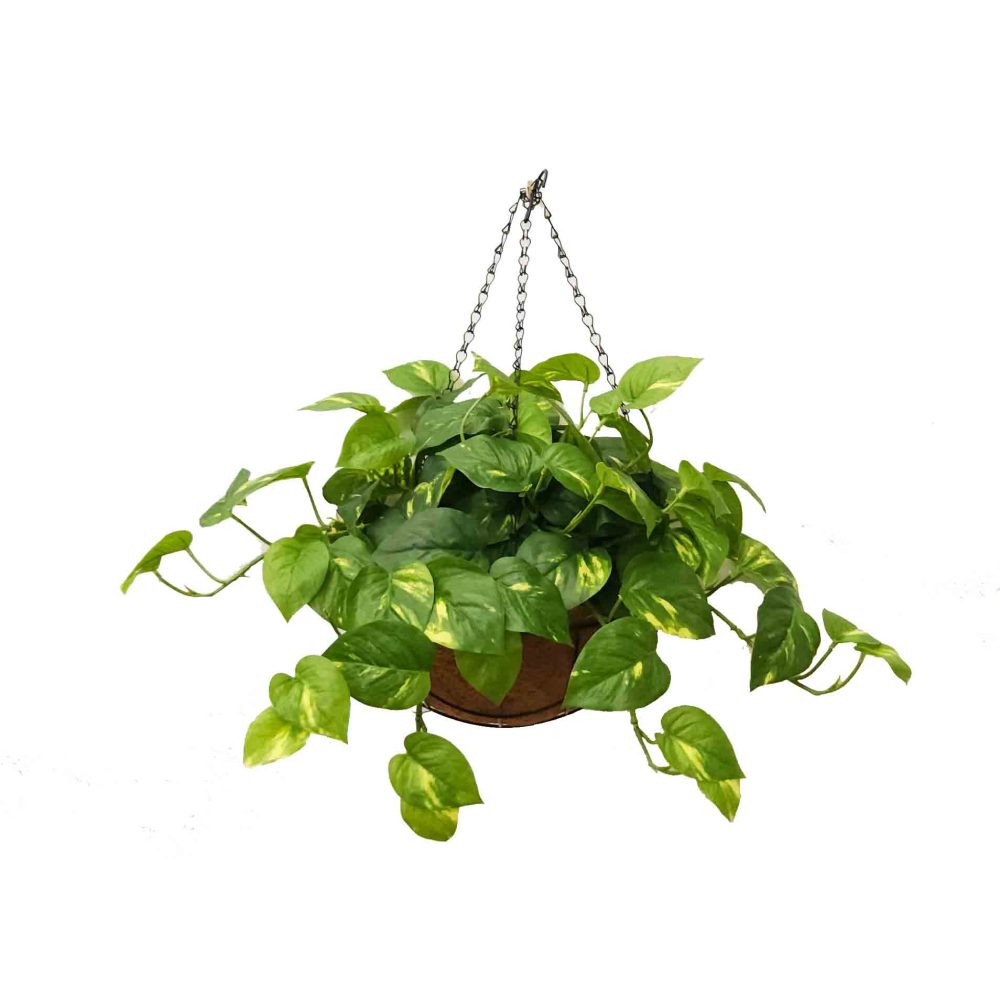 devils ivy | plant basket | UV treated plant | outdoor plants | Pothos Plant | Artificial outdoor plants