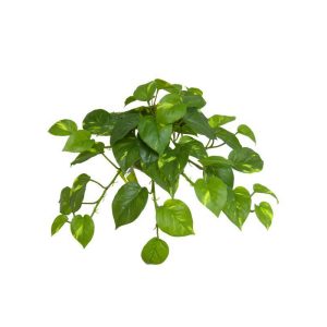 pothos vine | outdoor plant | devils ivy | outdoor fake plants | faux pothos plant | hanging vines