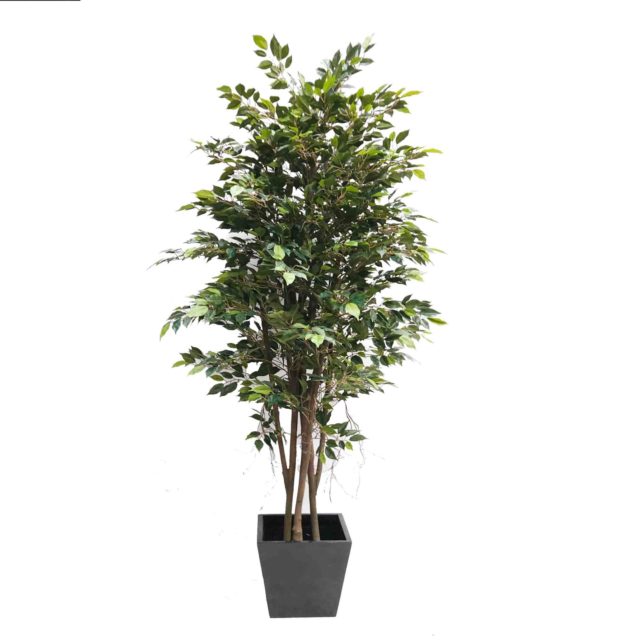 Buy Artificial Trees | Faux Trees | Greenery Imports