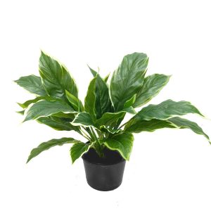 fake hosta plant | artificial hosta plant | uv resistant artificial plant | variegated plant | shrubs | fake shrubs | artificial plants | dracaena plant | variegated dracaena