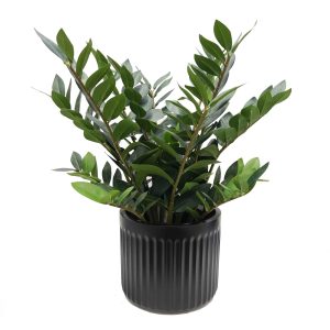 fake plants | Zamiifolia plant | Zanzibar plant | zz plant | fake Zanzibar plant | pot plant | table top plant