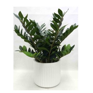 fake plants | Zamiifolia plant | Zanzibar plant | zz plant | fake Zanzibar plant | pot plant | table top plant